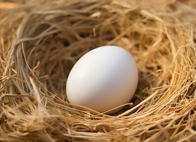Ein weisses Ei liegt in einem Strohnest.