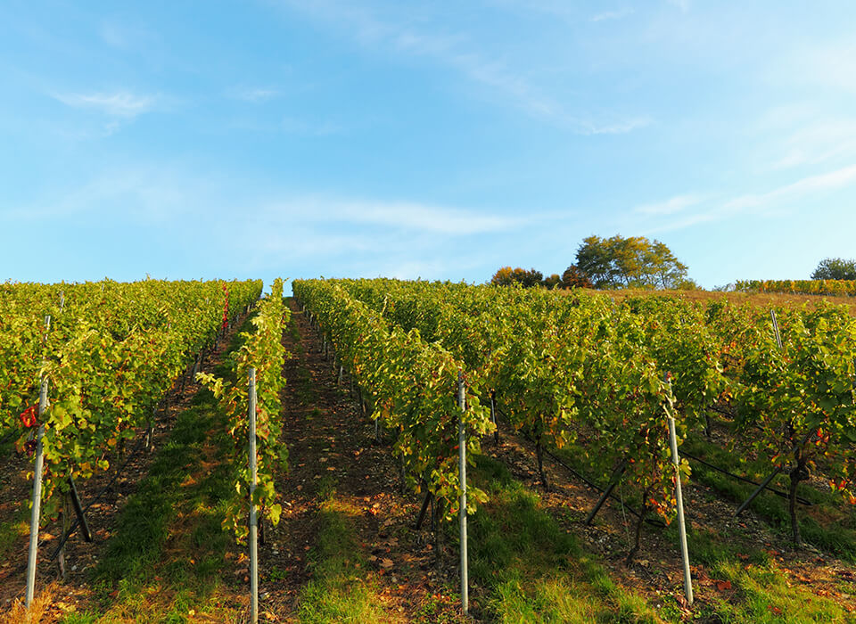 DOMAINE FAMOLENS MONT-SUR-ROLLE GRAND CRU