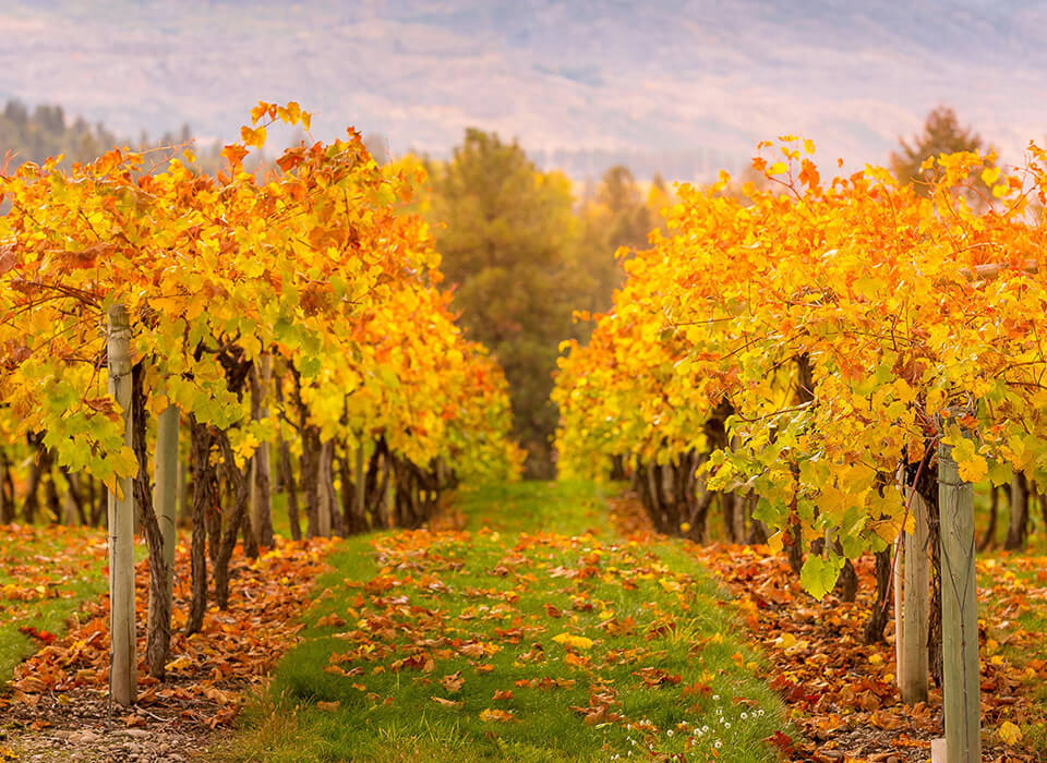 Barolo Silvio Grasso<br />
